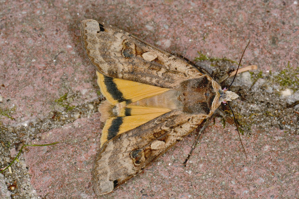 Noctua Pronuba Greater Yellow Underwing